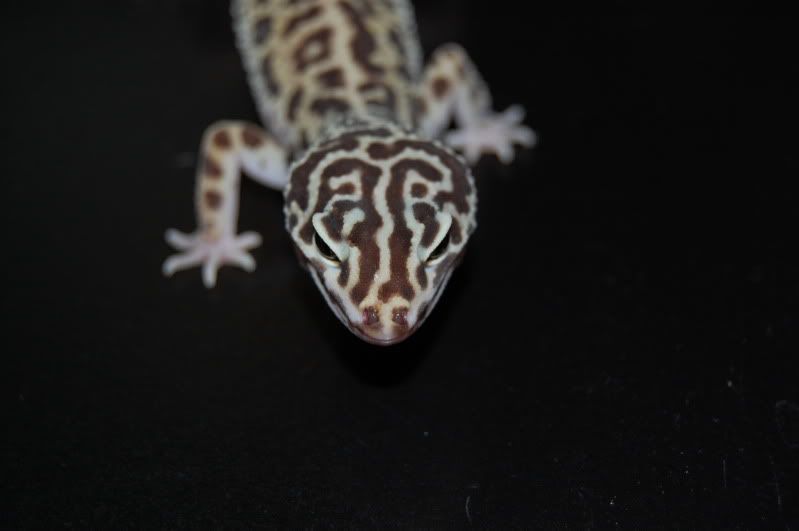 DSC_0732.jpg