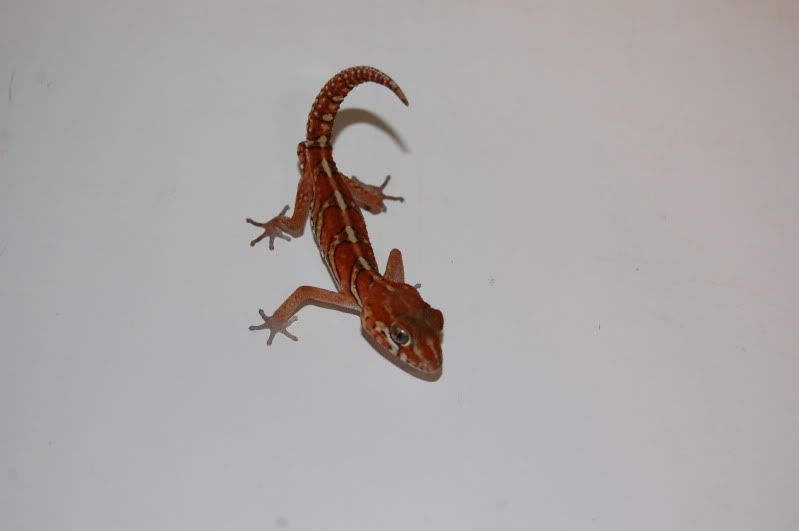 redmalepictus.jpg