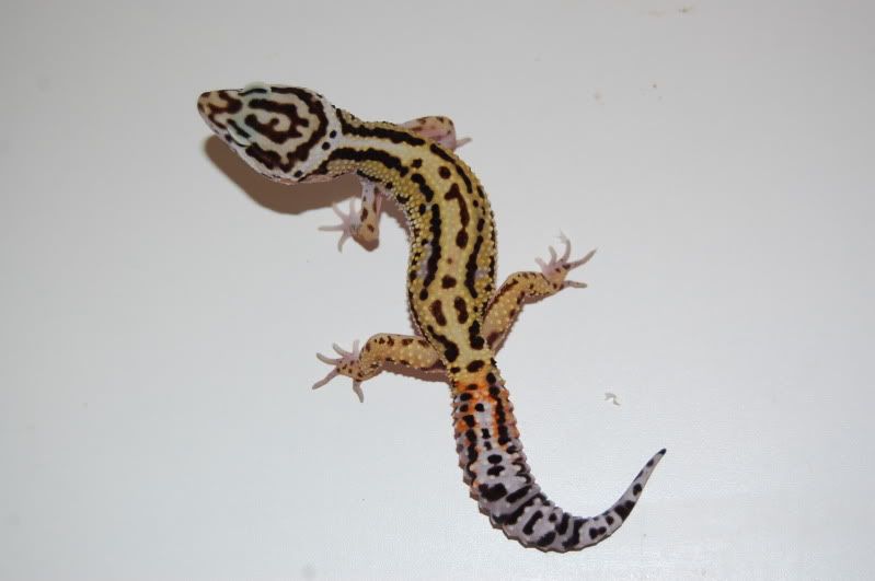 z035.jpg