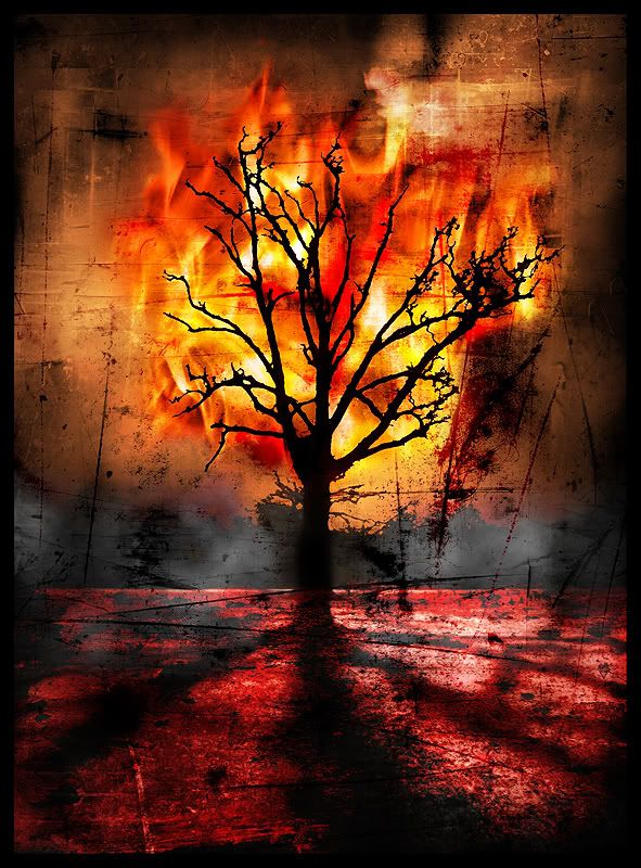 burning tree Pictures, Images and Photos