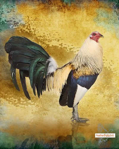 rooster wrangler cockfighting,rooster,featherfoto international,cassstudios