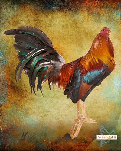rooster wrangler cockfighting,rooster,featherfoto international,cassstudios