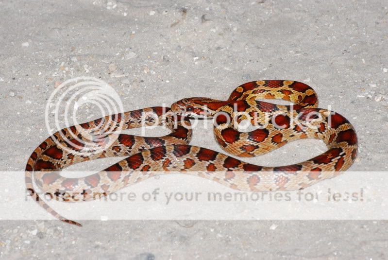 Locality corn snake photos please Field Herp Forum