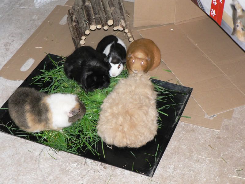 Guineasingarageeating.jpg