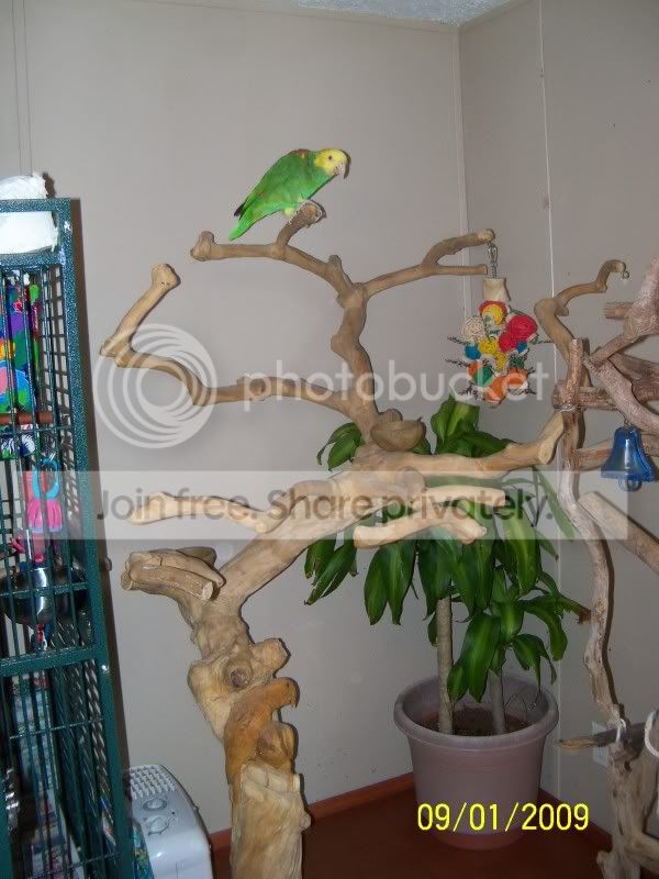java trees from Kathie-pic heavy | Avian Avenue Parrot Forum