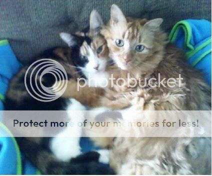 Cats.jpg picture by jsull02