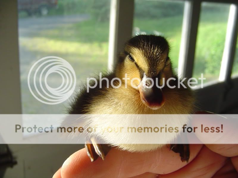 Ducks018.jpg