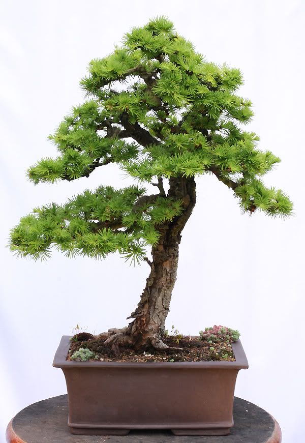 Larch update… | Bonsai Otaku